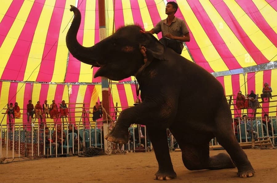 How circus industry flourished in the mid 1900s in Bangladesh