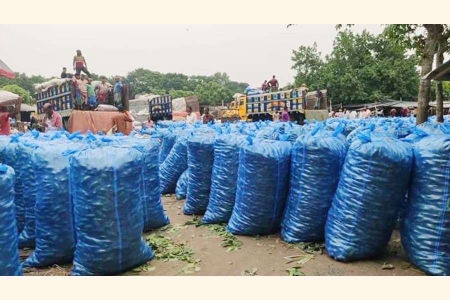 Pointed gourd price crashes to Tk 5 a kg in Jashore