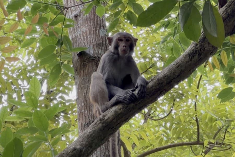 Monkeys raid Shariatpur human habitats in droves in search of food