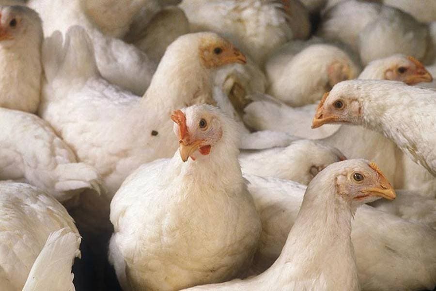 Broiler chicken price nosedives after Korbani