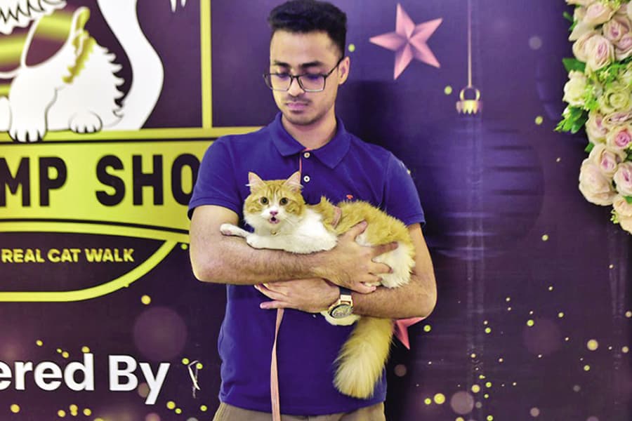 When cats become capital