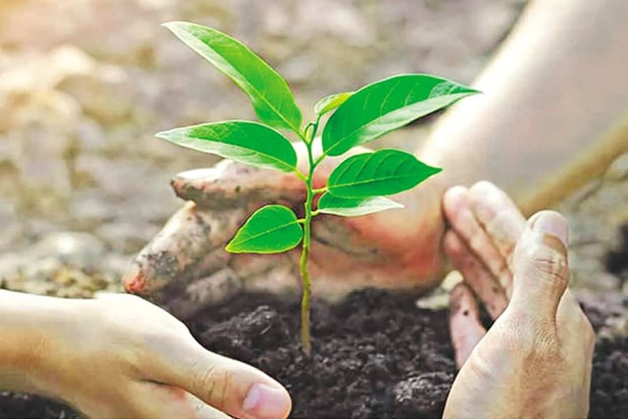 Passion for tree plantation and such government programmes