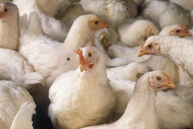 Broiler chicken, green chilli, tomato get pricier