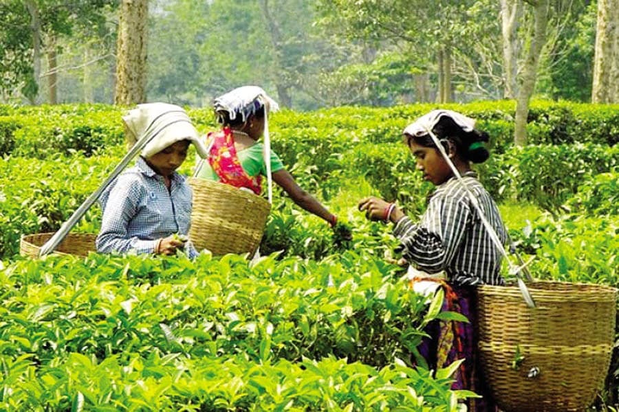 Tea workers’ daily minimum wage Tk 170