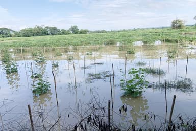 Rain leaves crops on 2,100 hectares in ruins