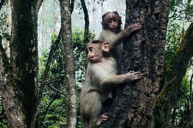 Humans live as wild animals in 'bizarre' British experiment