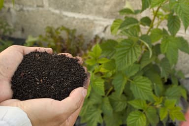 Carbon emissions hollow out staple crops