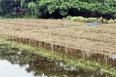 Rain-induced crop damage inflicts colossal losses on Bogura farmers