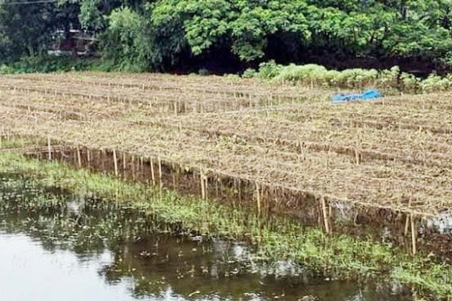 Rain-induced crop damage inflicts colossal losses on Bogura farmers