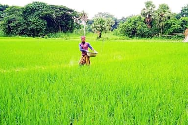 Farmers begin T-Aman cultivation in Gopalganj