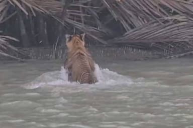 Sundarbans lose 62 tigers over two decades