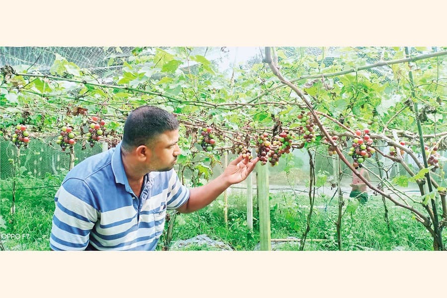 Grape cultivation becomes a boon for Rangpur farmer