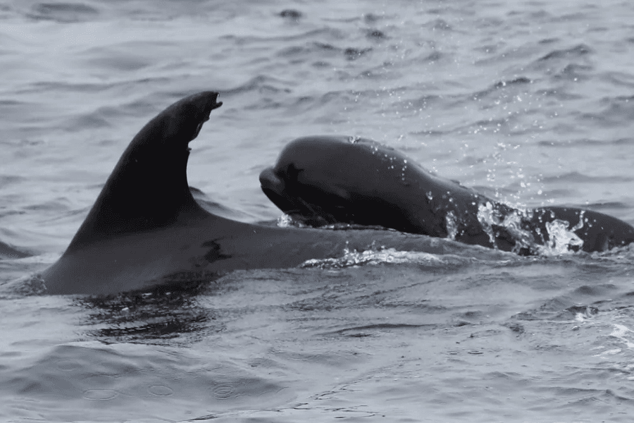Mystery of animal adoptions and unconventional parenting across species