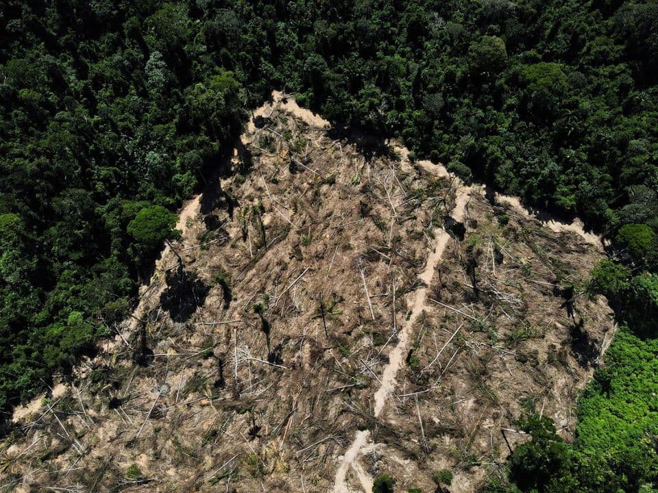Deforestation in Brazil's Amazon falls 66pc in August