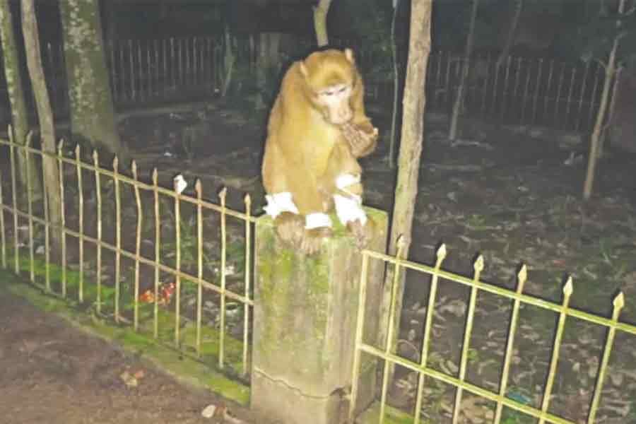 The sad and sweet story of a monkey