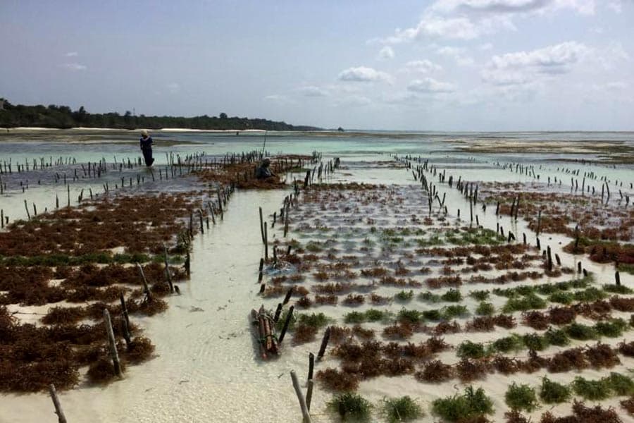 Seaweed farming holds ‘huge economic potential and environmental benefits’
