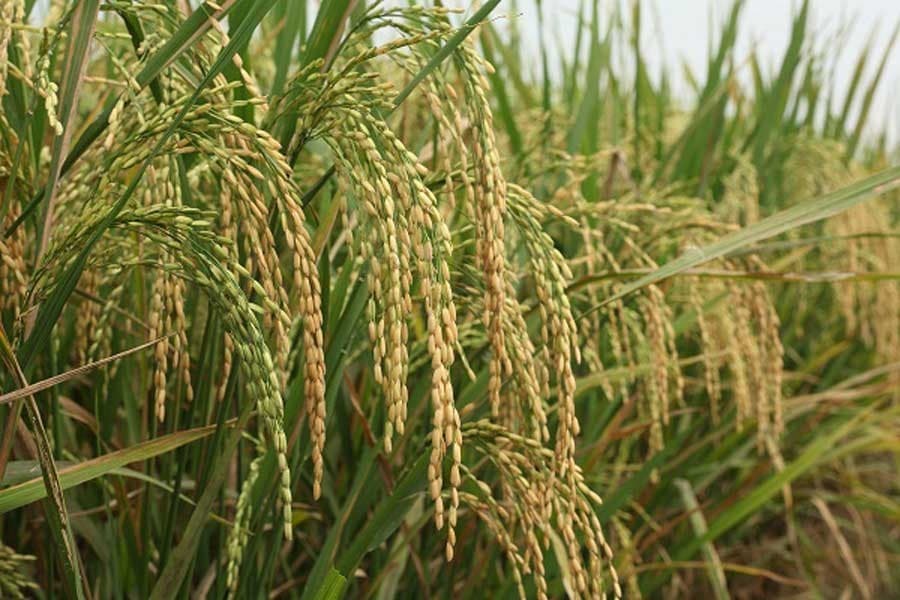 Tk 1.04b sanctioned for crop protection schemes
