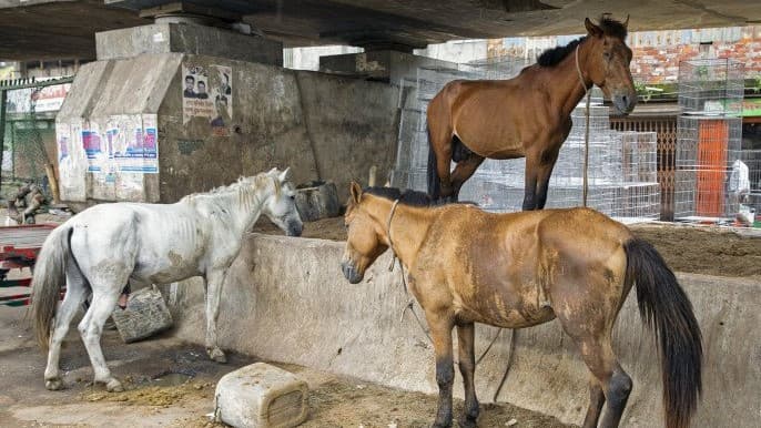 Caring for abandoned animals
