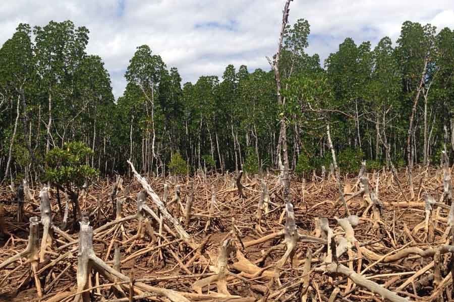 Industries driving deforestation: what innovative businesses can do?