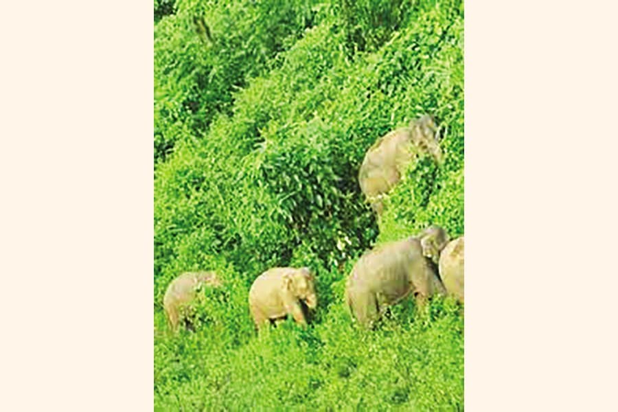 Elephants losing sanctuary in Chattogram forests, hills