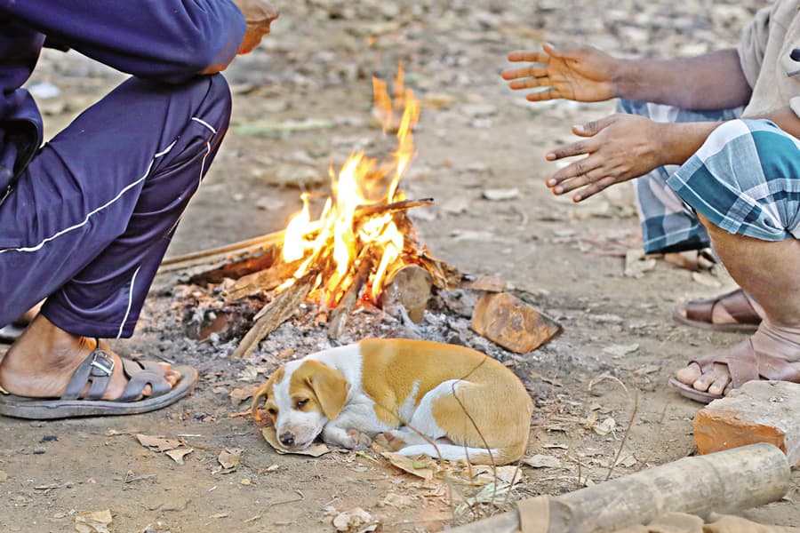 Biting cold leaves scores sick, crops wilting