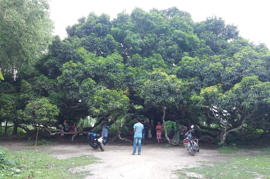 A mango tree over 2 centuries old