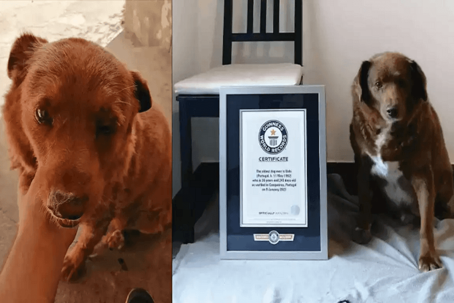 Guinness World Records initiates review of 'world's oldest dog' title