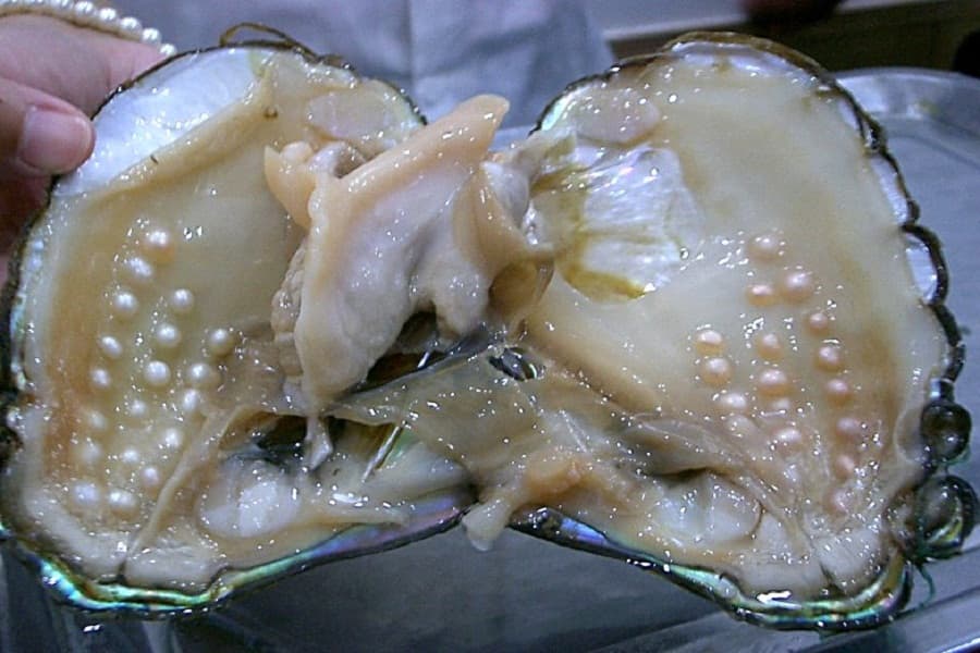 Pearl farming in Bangladesh