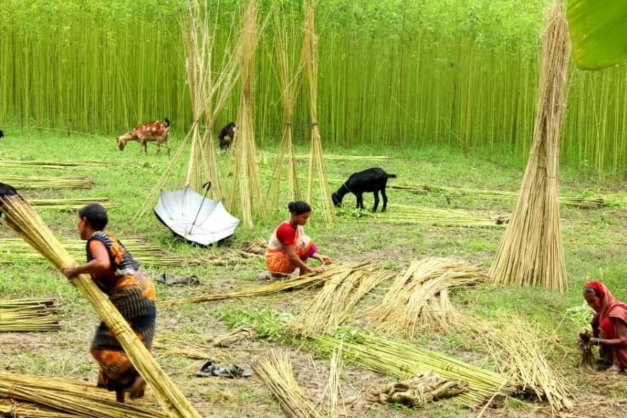 Bangladesh to import 5200 tonnes jute seed from India