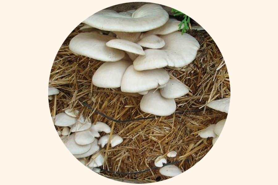 Bangladesh failing to exploit mushroom export potential