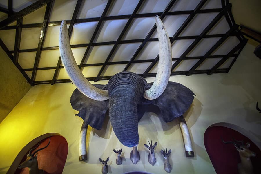 Almost 50pc of world’s migratory species in decline, UN report says