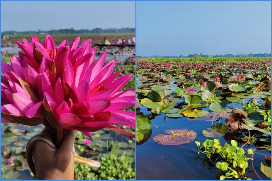 লাল শাপলার স্বর্গ ত্রিশালের ‘চেচুয়া বিল ’