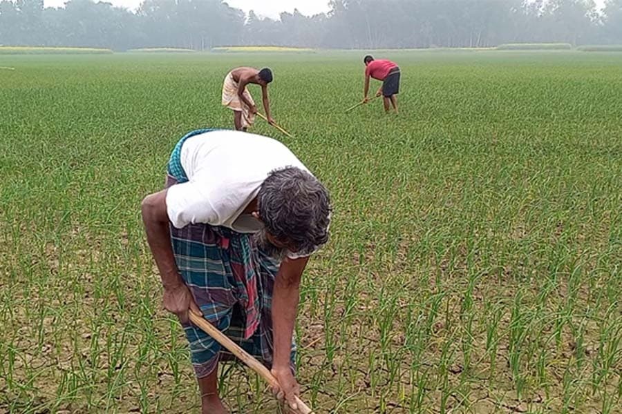 Pabna farmers happy with high onion price