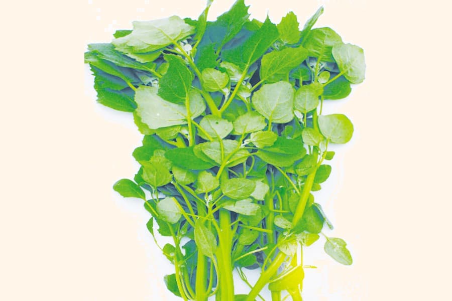 Quinoa green leaf: A nutrient-rich new vegetable