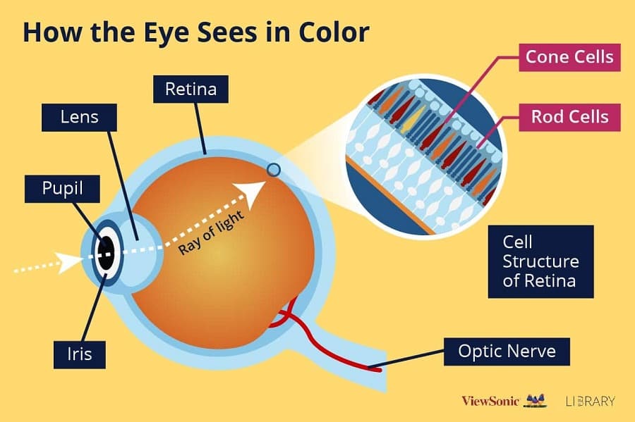 Understanding colour blindness: Causes, symptoms, and management