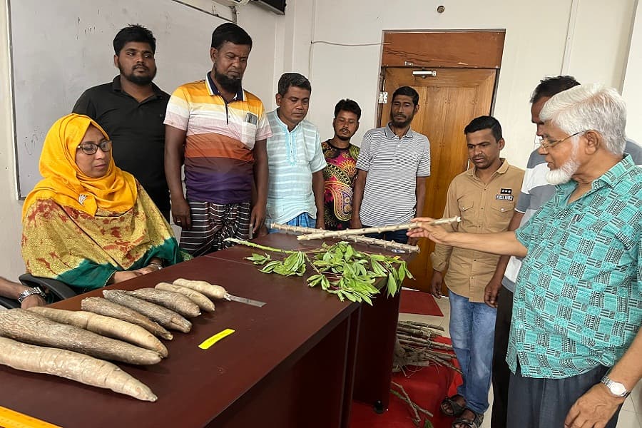 Cassava cultivation demonstration and seed distribution among farmers in BAU