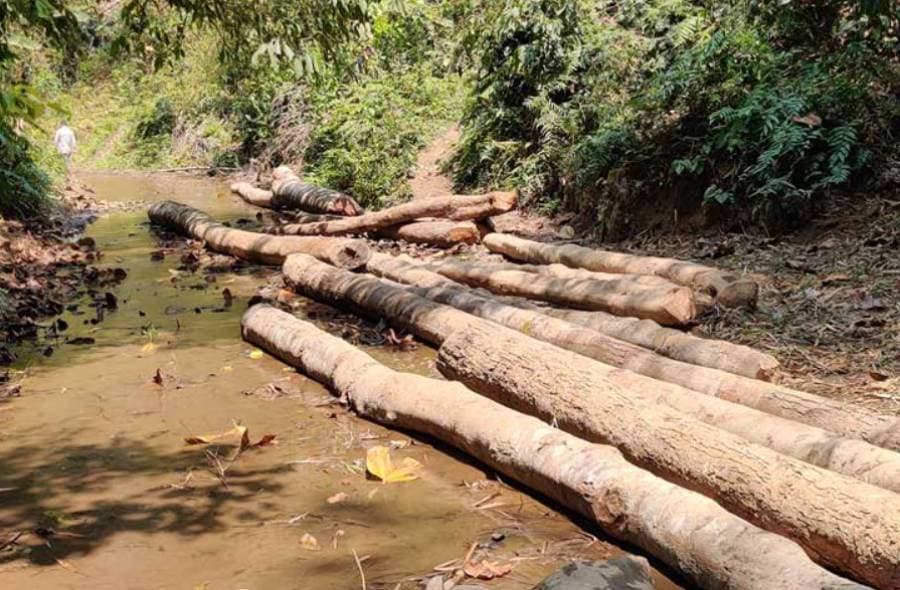 Bangladesh lost 246,000 hectares of forest in two decades