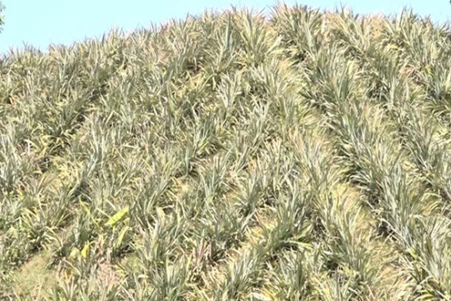 Fair prices delight Sylhet pineapple growers