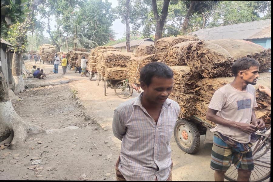 Farmers switching to tobacco farming for higher profit