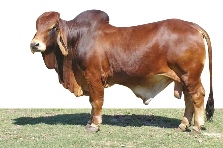 Cattle farms defy all odds to provide for country