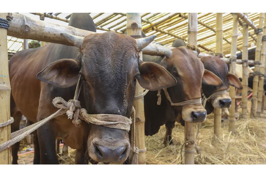 Eid cattle traders will suffer for high asking price: Livestock Minister