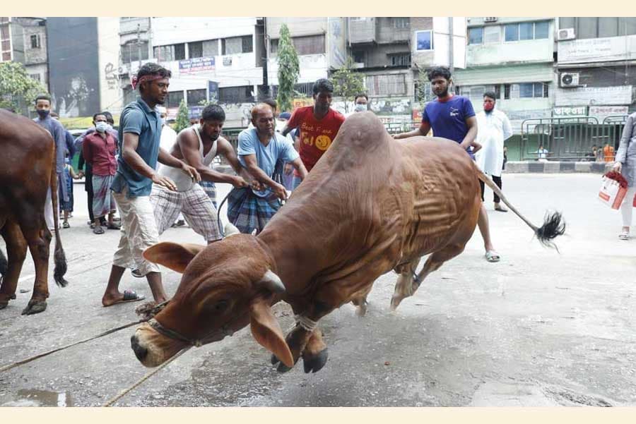 10.4 million animals sacrificed for Eid-ul-Azha