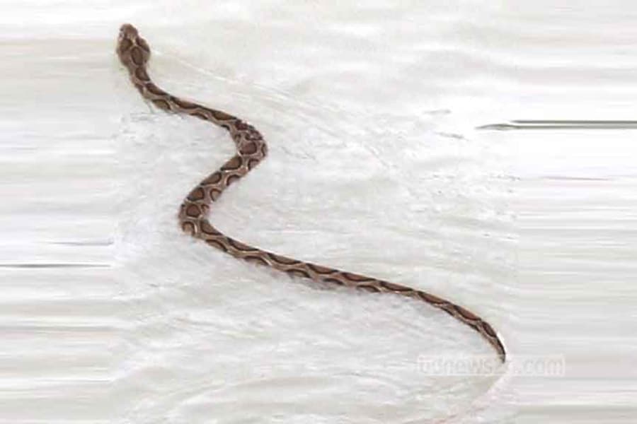Once thought extinct, Russell’s viper strikes fear in dozens of districts