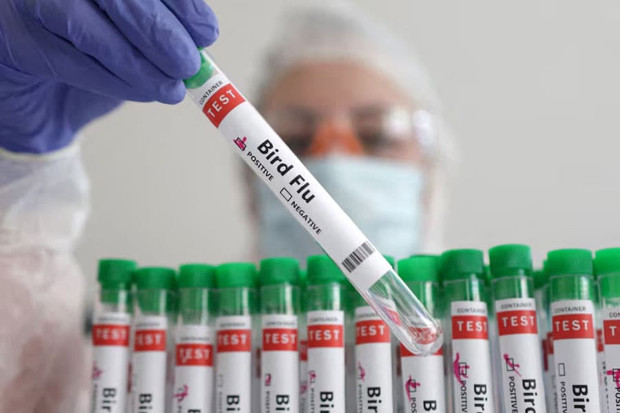 Scientists wary of bird flu pandemic 'unfolding in slow motion'