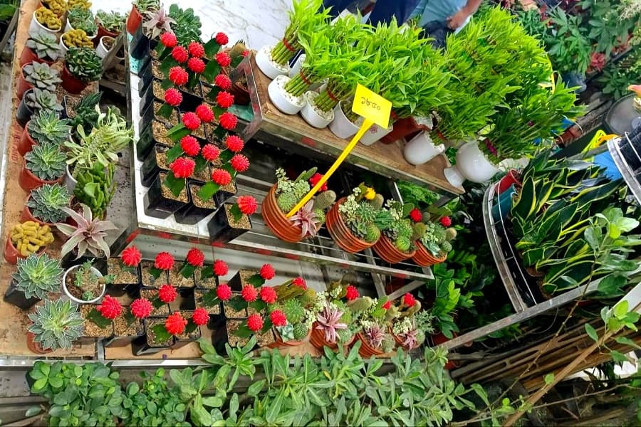 What is your pick from the tree fair 2024?