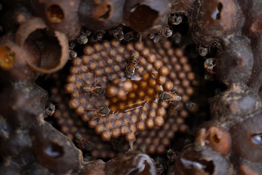 Cuban beekeeper produces sweet honey of stingless bees