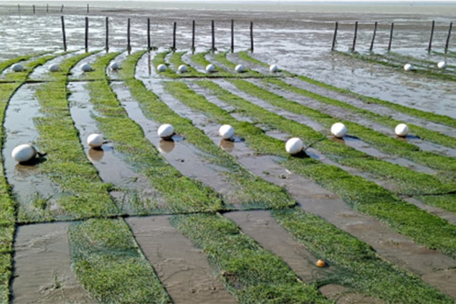 Potential of seaweed farming looks bright