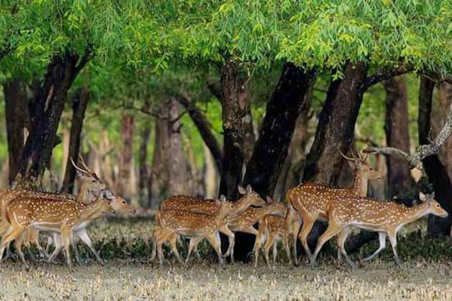Managing Sundarbans' resources sustainably