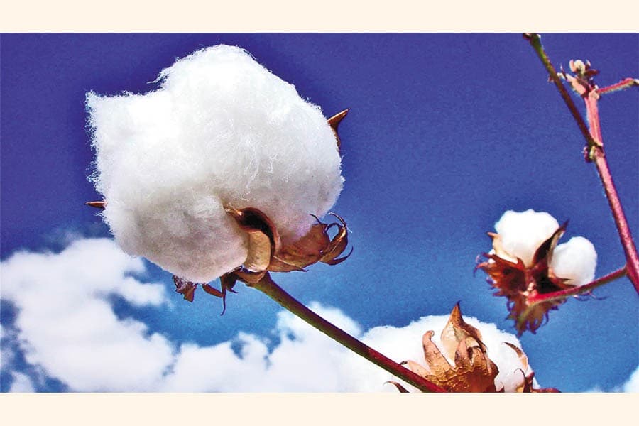 Bangladesh, Vietnam to lead cotton consumption growth in next decade