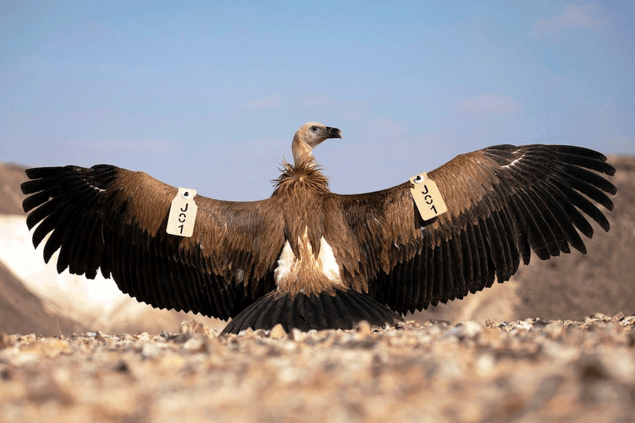 How decline of Indian vultures led to 500,000 human deaths